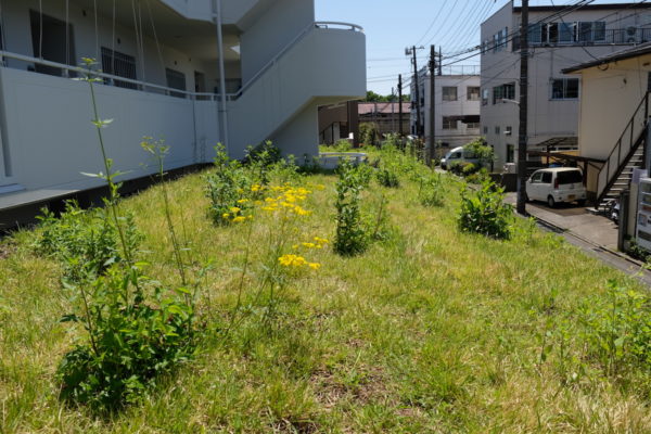 株式会社イケガミ アクアソイル工法の屋上緑化 造園工事