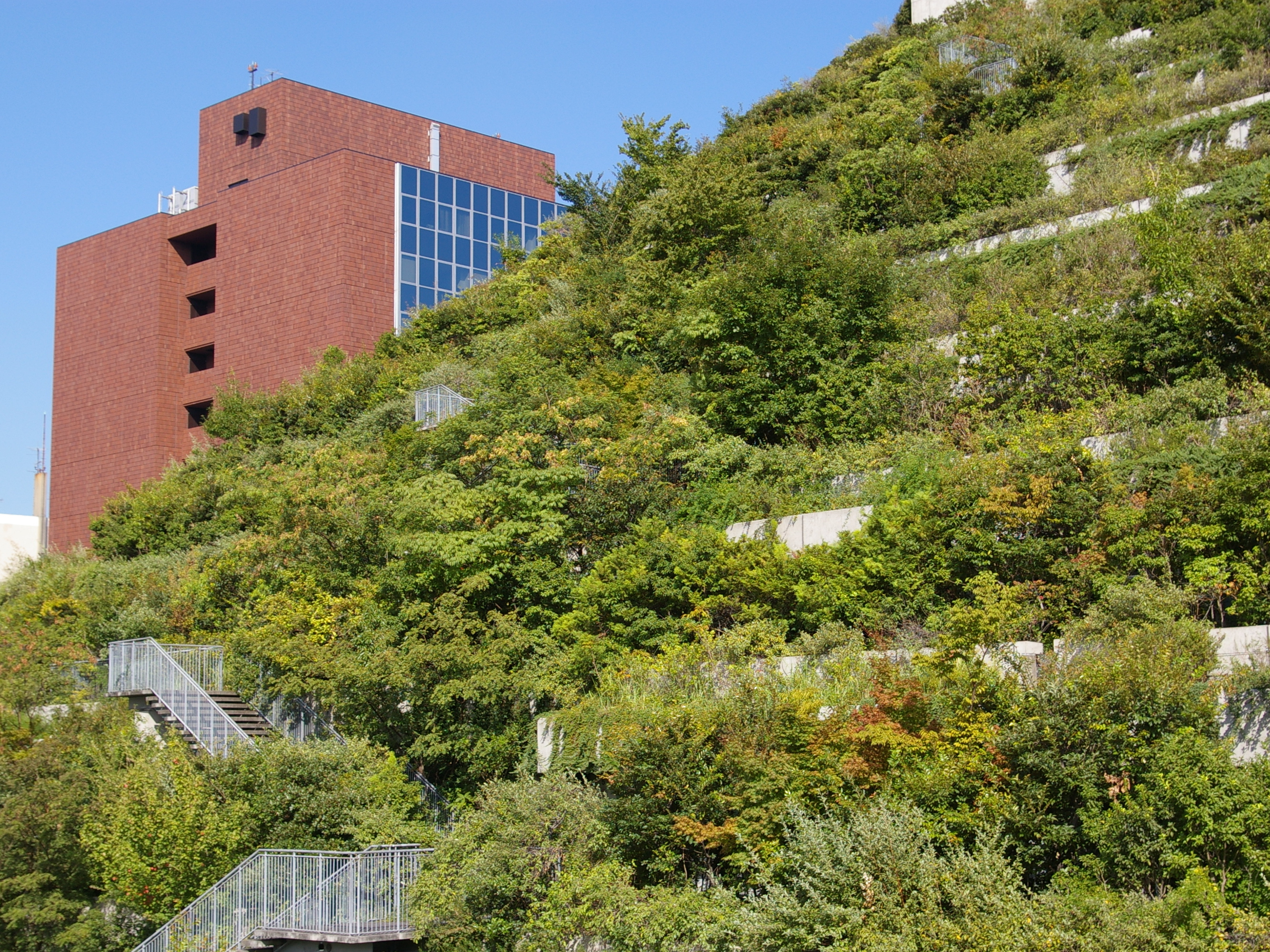 無潅水 手間がかからない 早く育つ植物 株式会社イケガミ アクアソイル工法の屋上緑化 造園工事